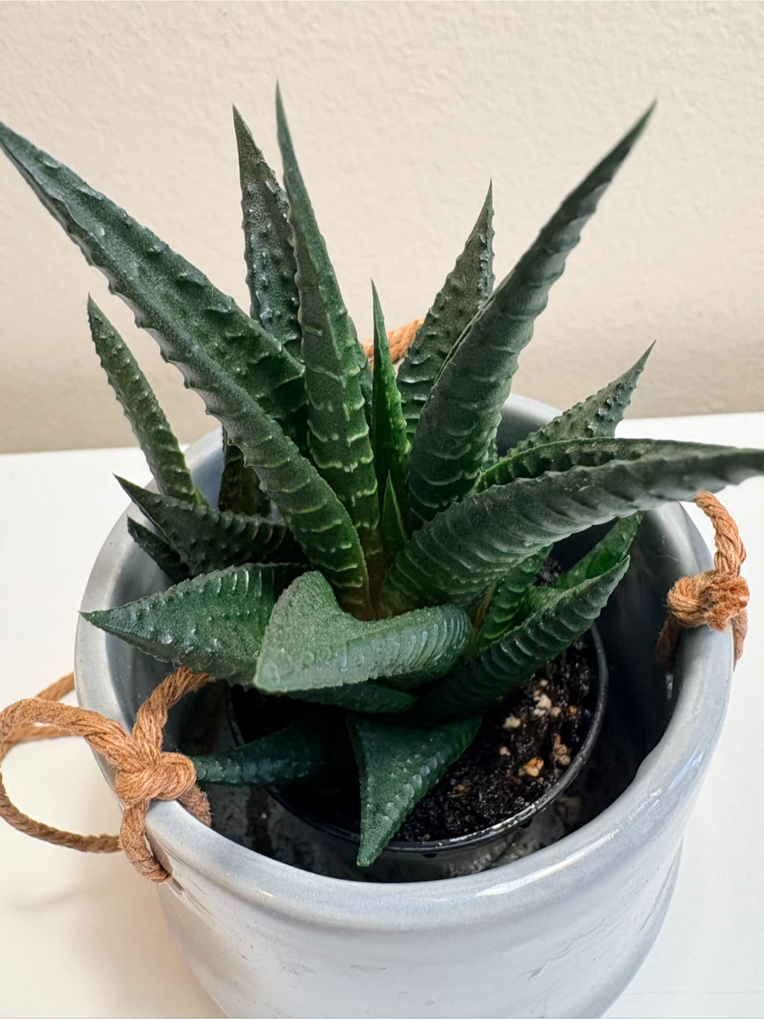 Haworthia plant in hanging ceramic pot - photo 2