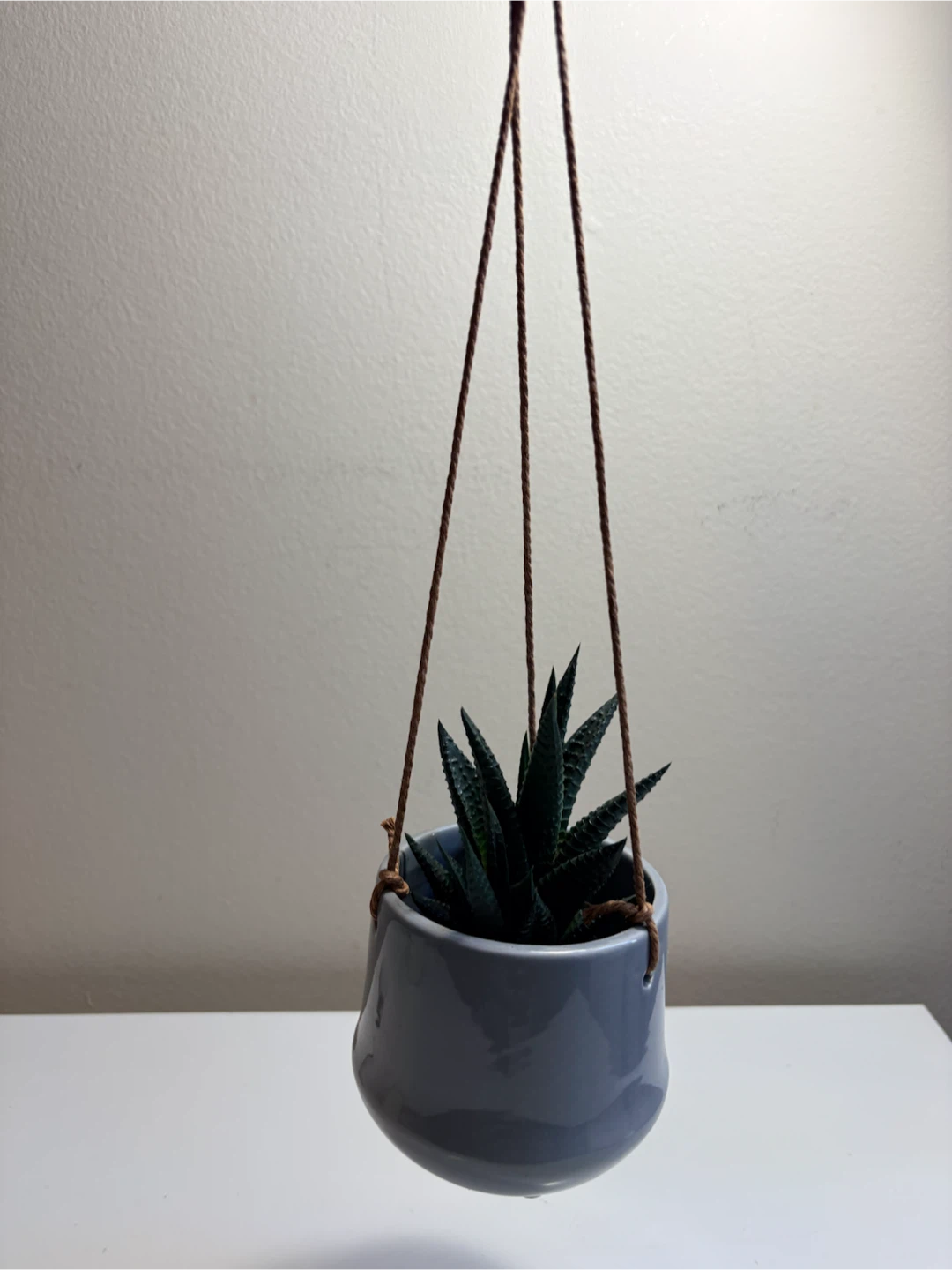 Haworthia plant in hanging ceramic pot - photo 3