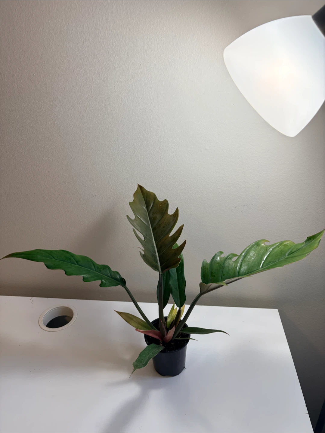 Philodendron Caramel Pluto -3.5” pot