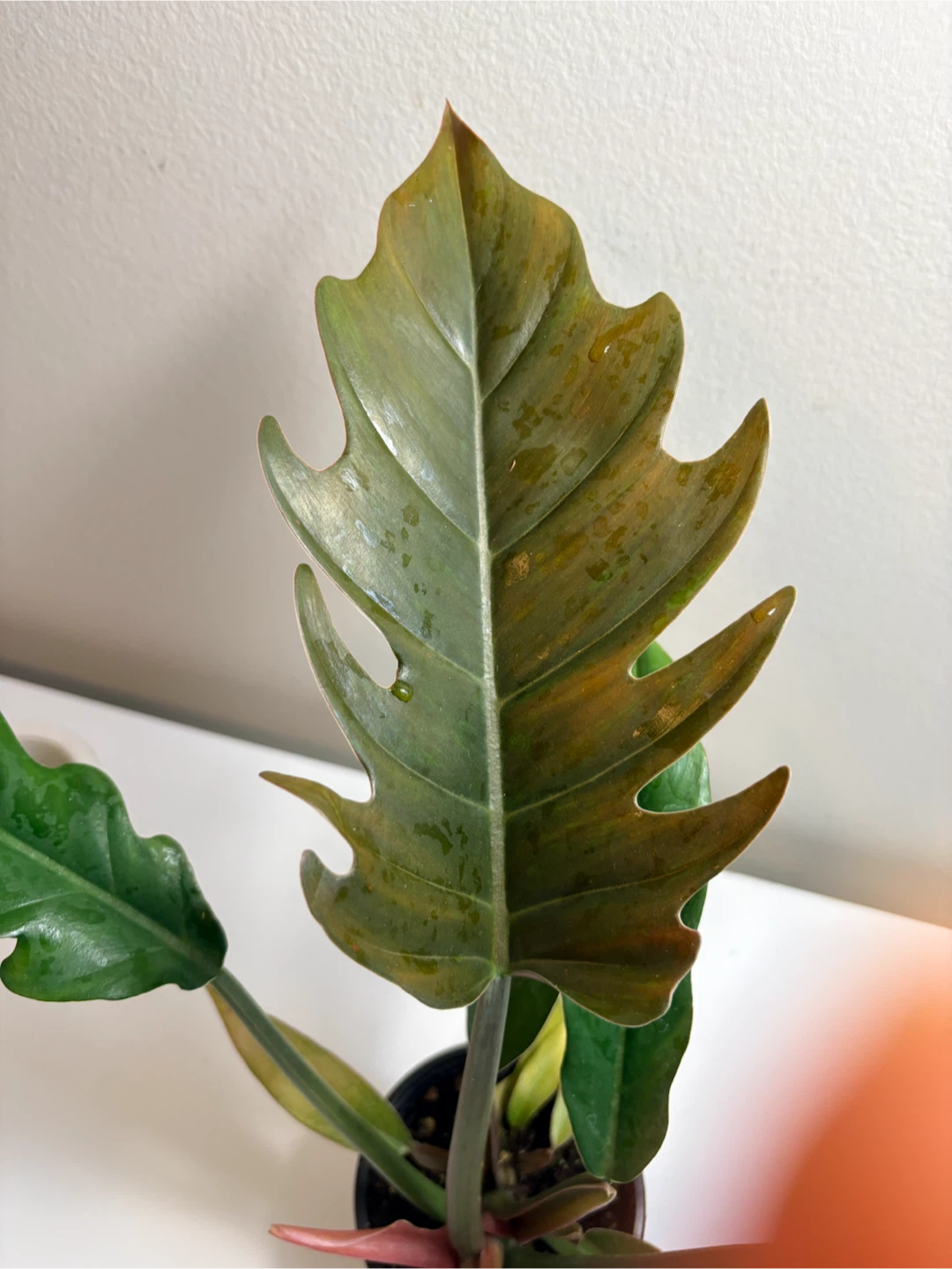 Philodendron Caramel Pluto -3.5” pot - photo 2