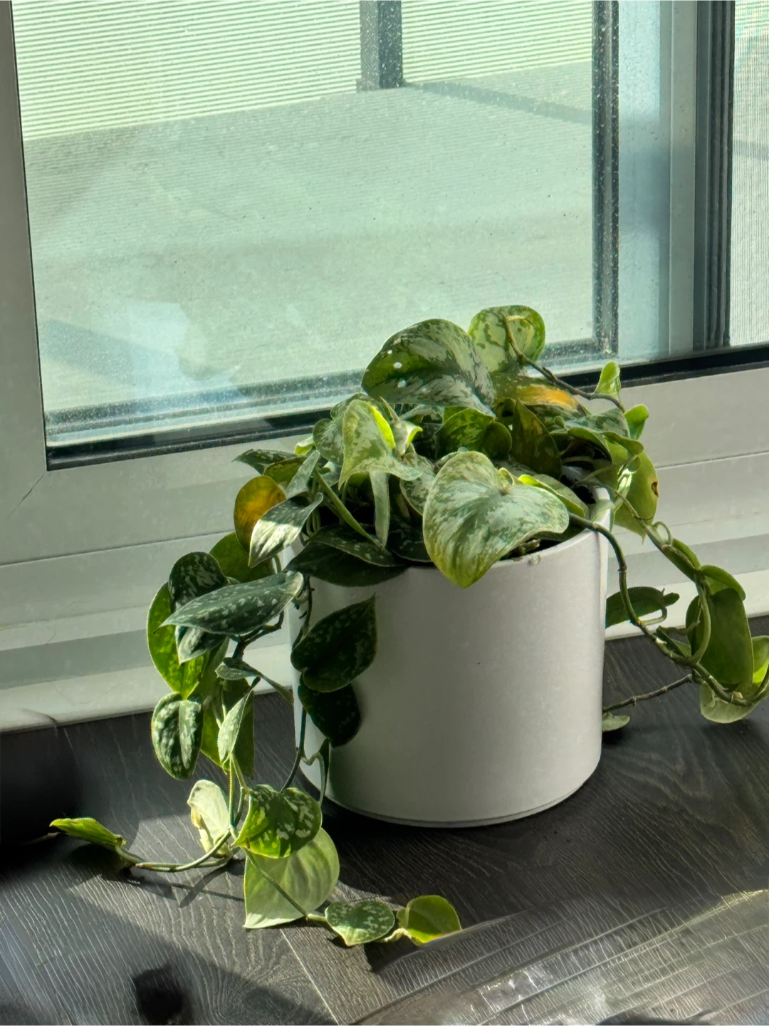 Satin Pothos Plant in White Pot