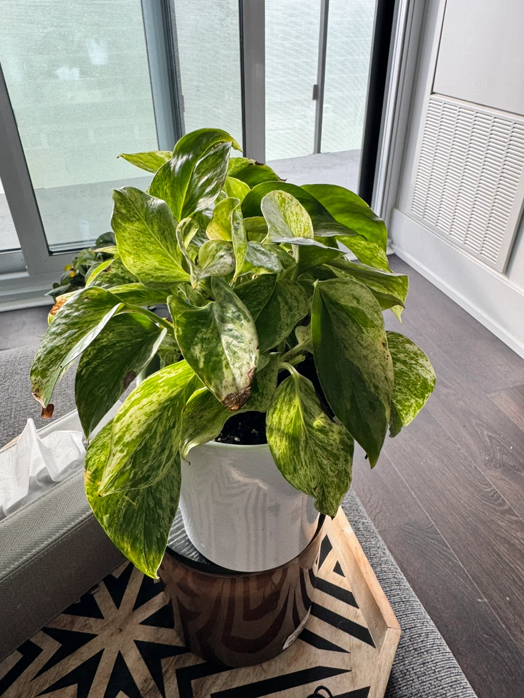 Variegated Pothos Houseplant in White Ceramic Pot