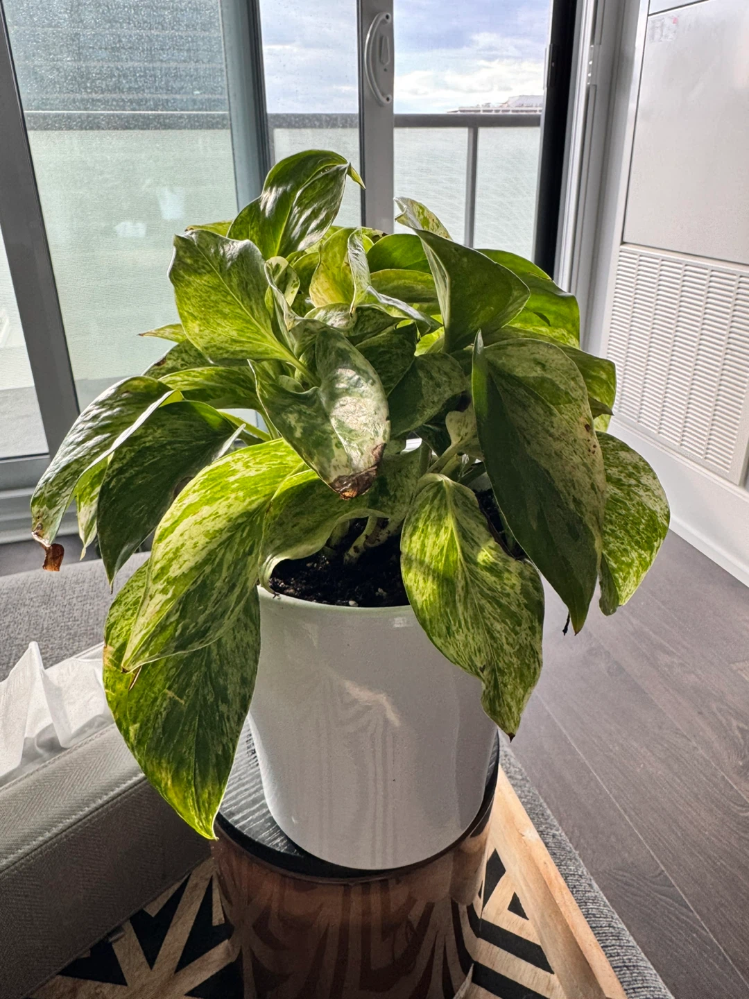Variegated Pothos Houseplant in White Ceramic Pot - photo 2