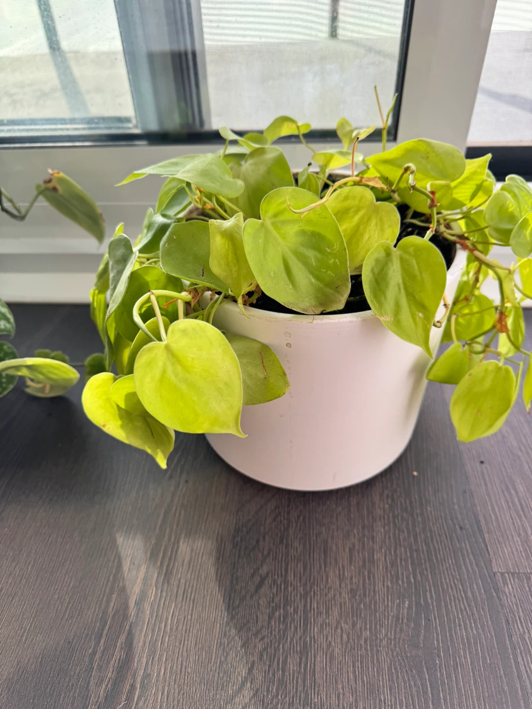 Neon Pothos Houseplant