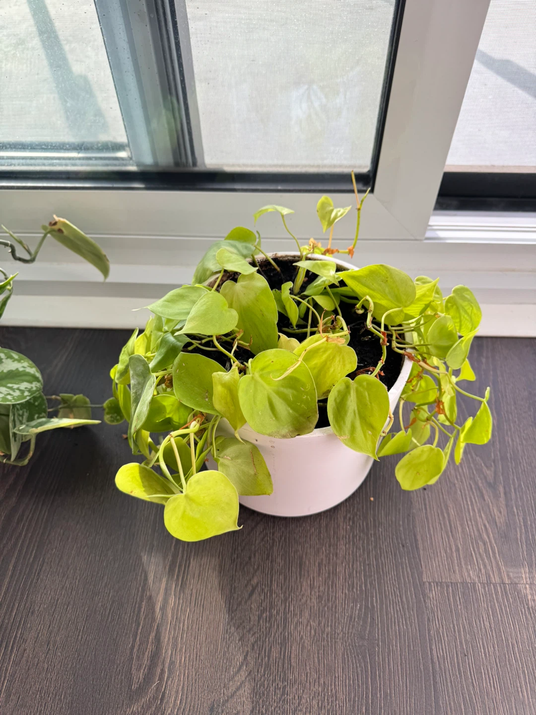 Neon Pothos Houseplant - photo 2