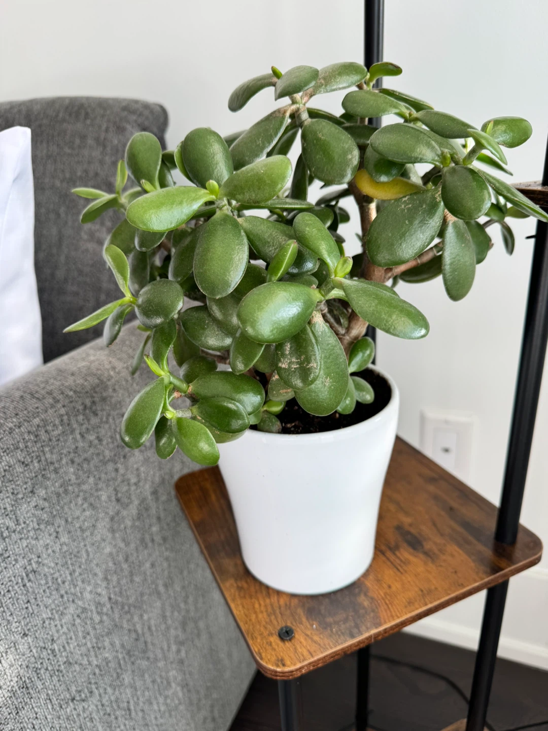 Healthy Jade Plant in White Pot
