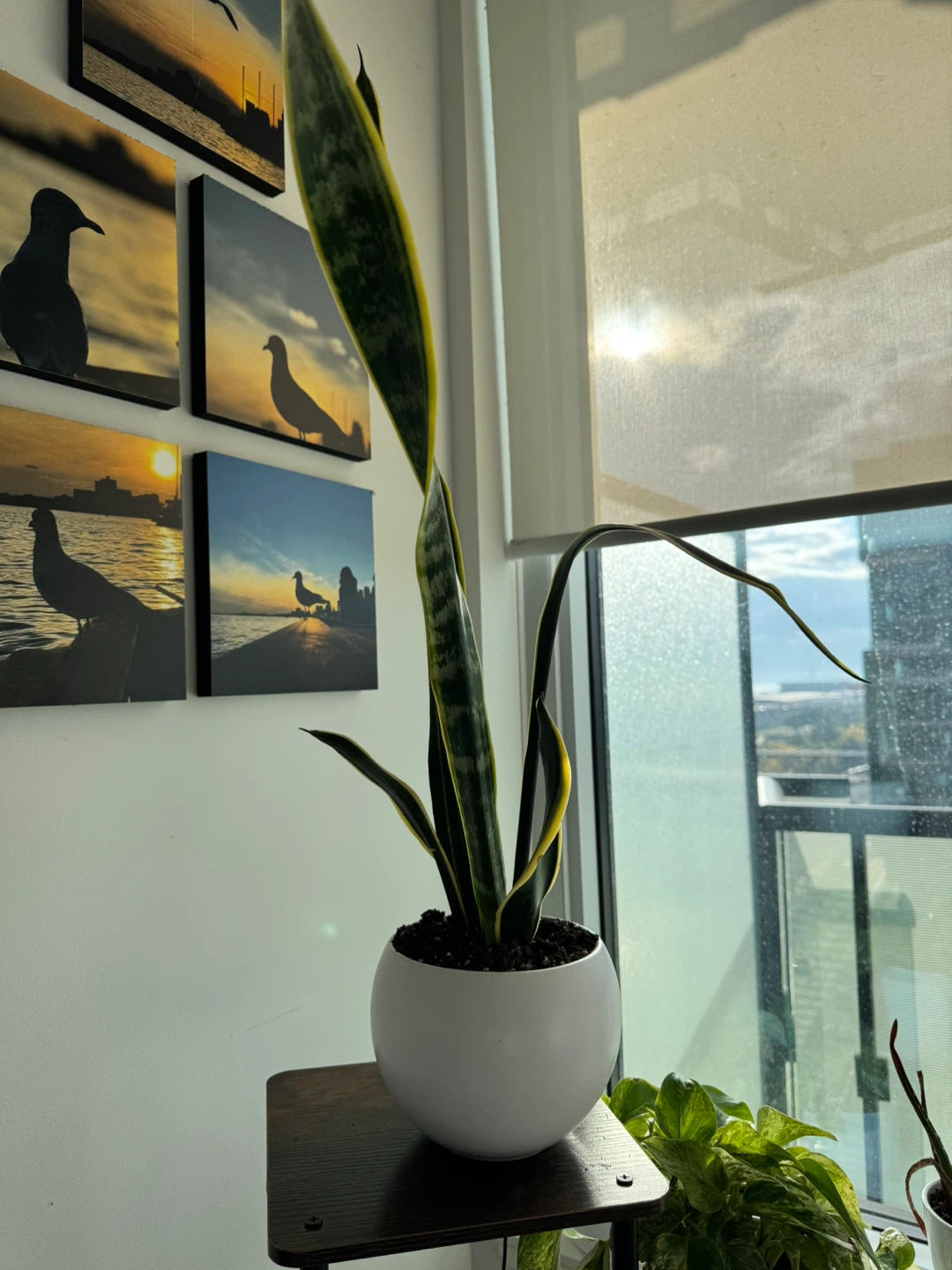 Snake Plant in White Pot