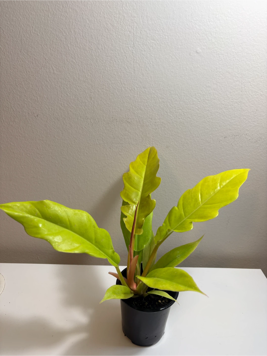 Philodendron Ring of Fire Golden -3.5” pot