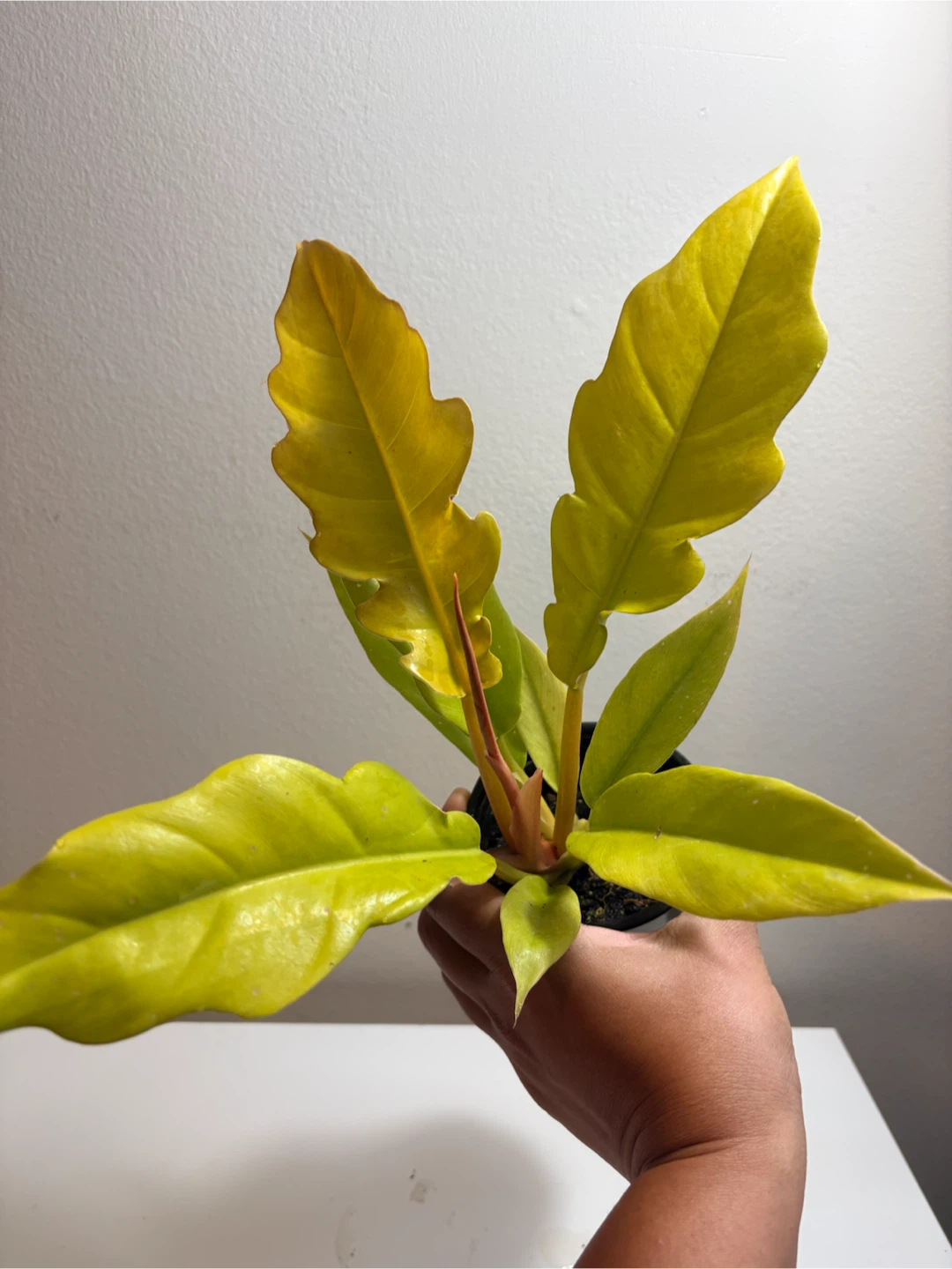 Philodendron Ring of Fire Golden -3.5” pot - photo 2