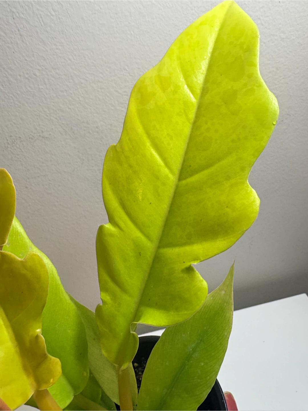 Philodendron Ring of Fire Golden -3.5” pot - photo 3