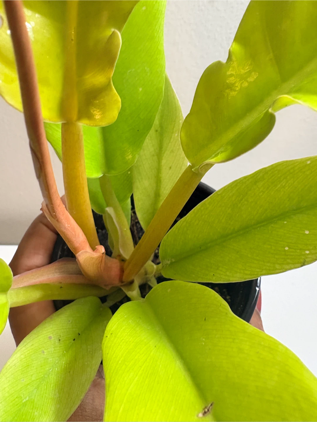 Philodendron Ring of Fire Golden -3.5” pot - photo 4