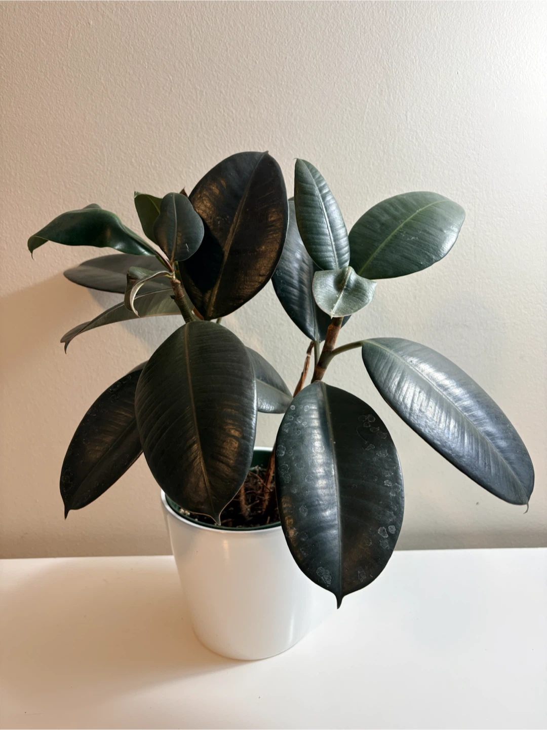 Rubber Plant Burgundy / Ficus Elastica -6” pot