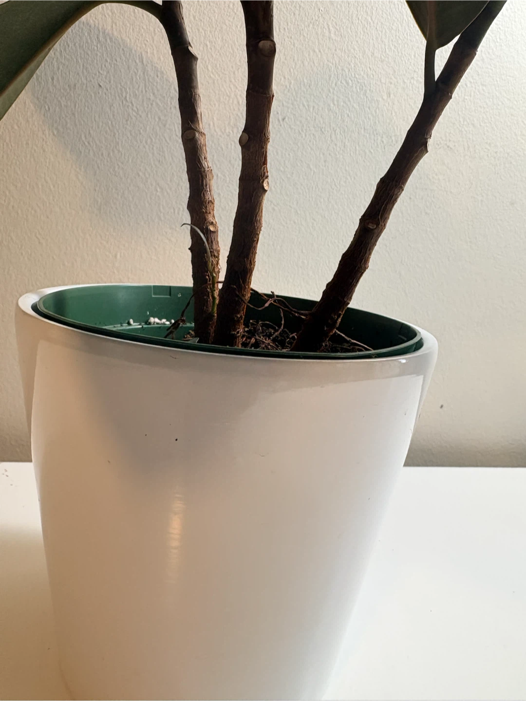 Rubber Plant Burgundy / Ficus Elastica -6” pot - photo 2