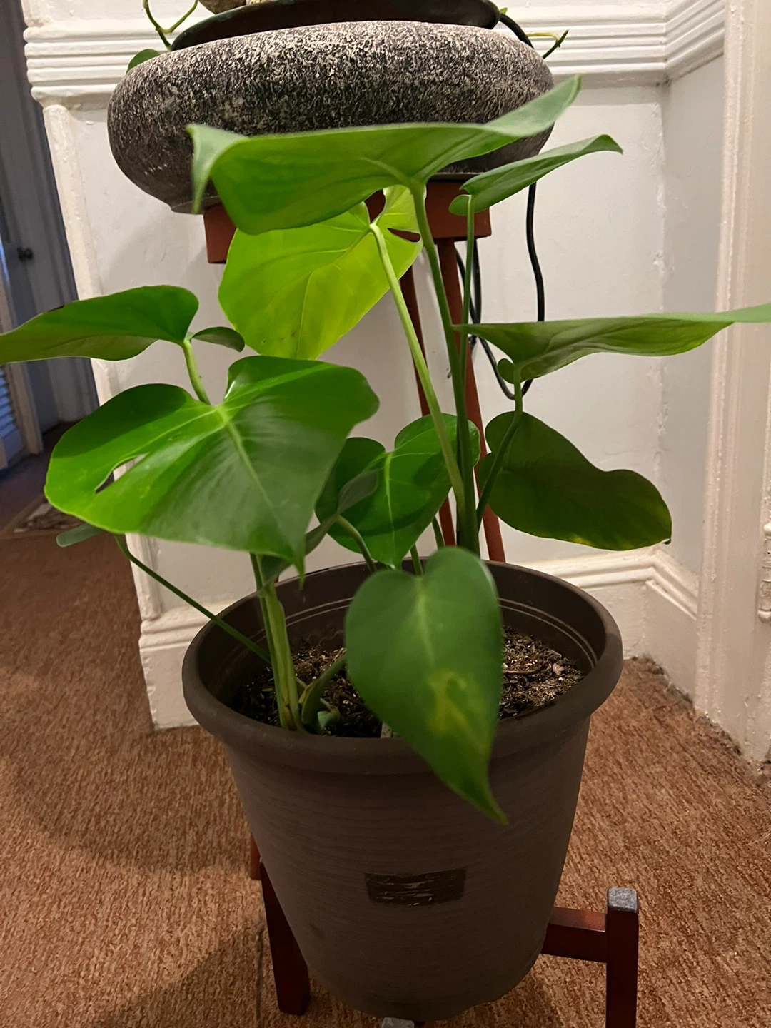 25” Monstera Deliciosa Plant in Pot - photo 3