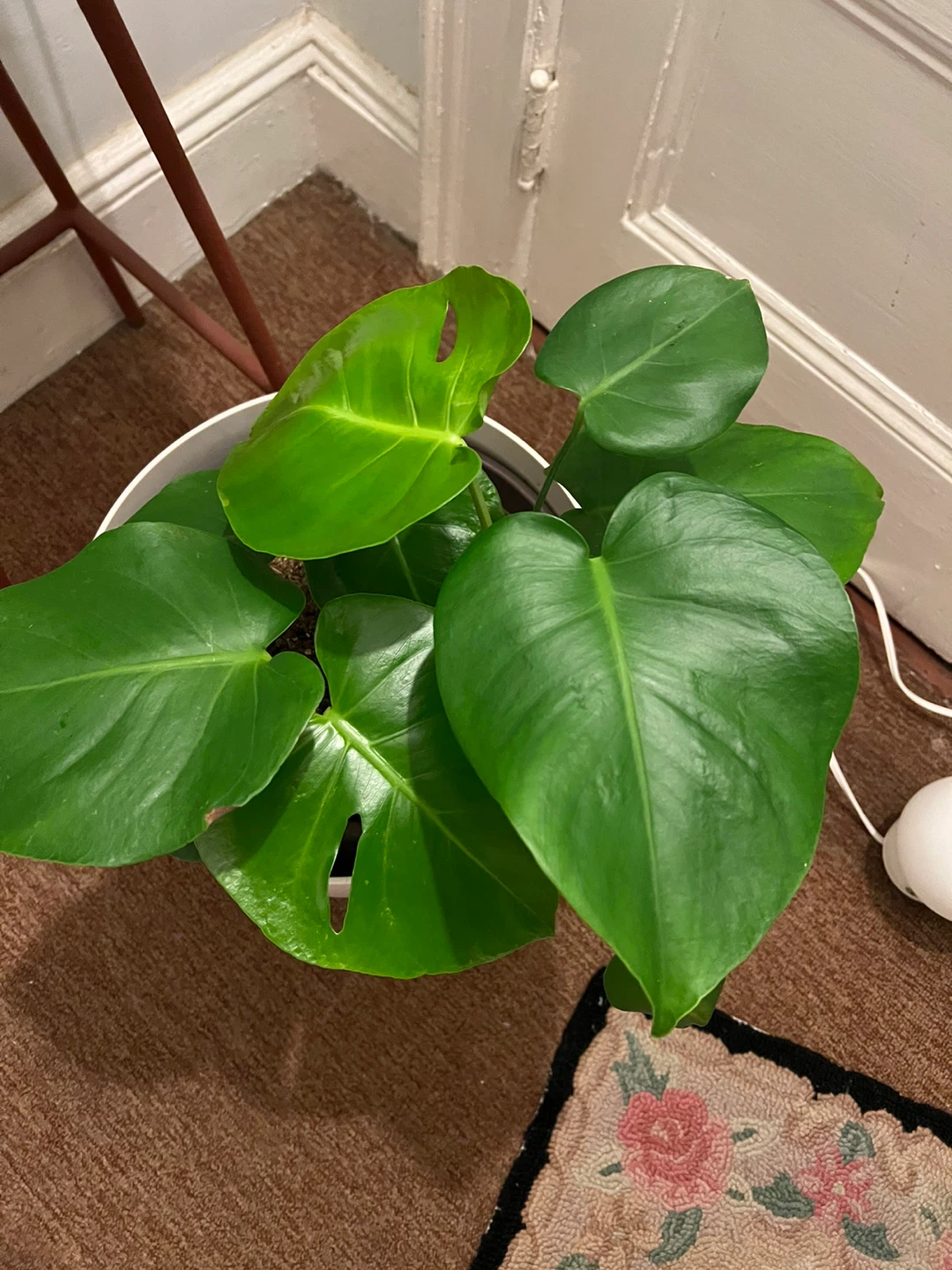 25” Monstera Deliciosa Plant in Pot - photo 2