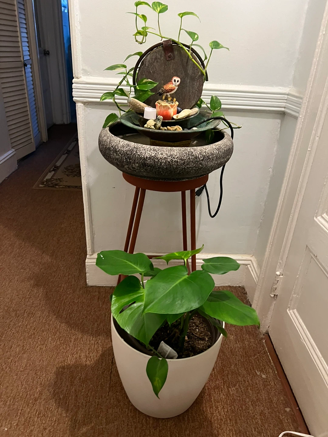 25” Monstera Deliciosa Plant in Pot