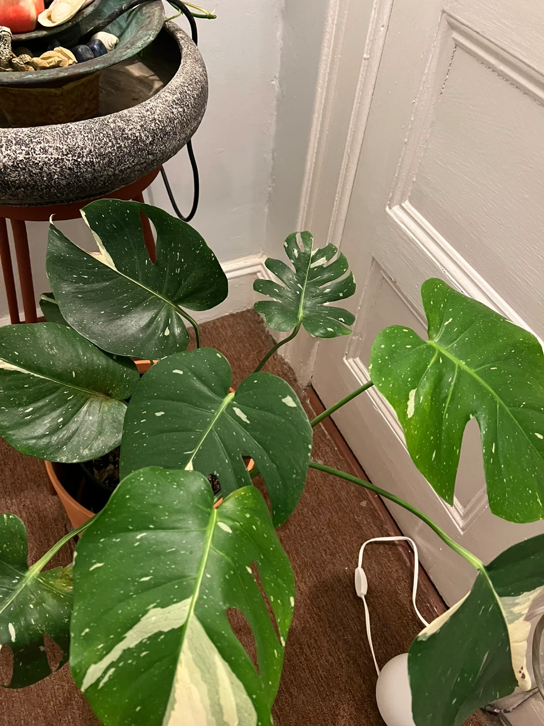 27” healthy Monstera Thai Constellation in 10” black nursery pot - photo 2