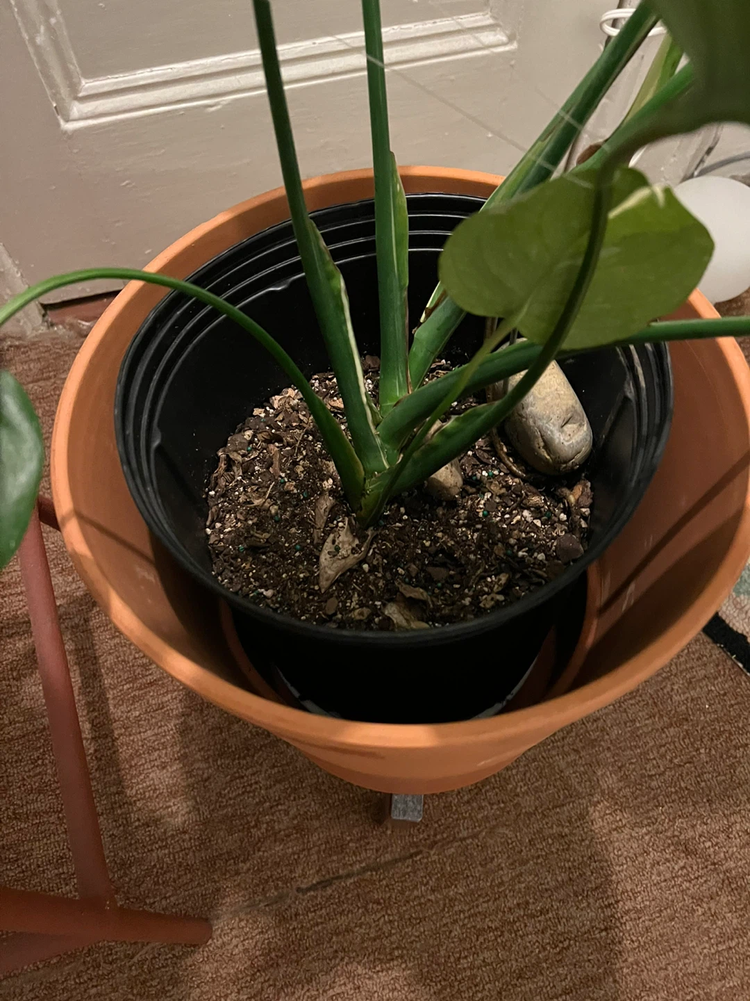 27” healthy Monstera Thai Constellation in 10” black nursery pot - photo 3