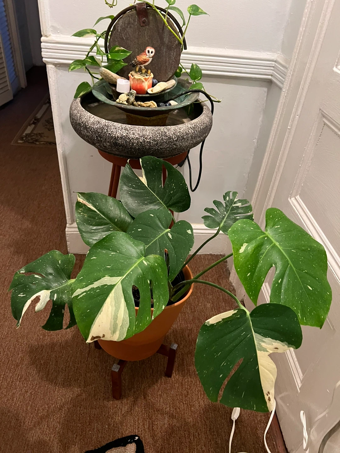 27” healthy Monstera Thai Constellation in 10” black nursery pot