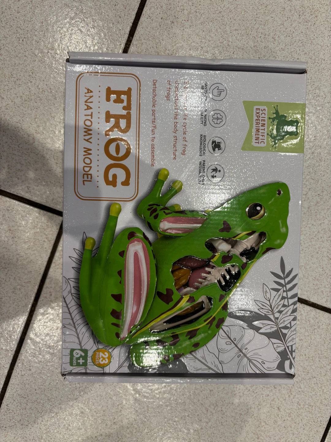NEW Frog Anatomy Model 23-Piece Assembly Kit