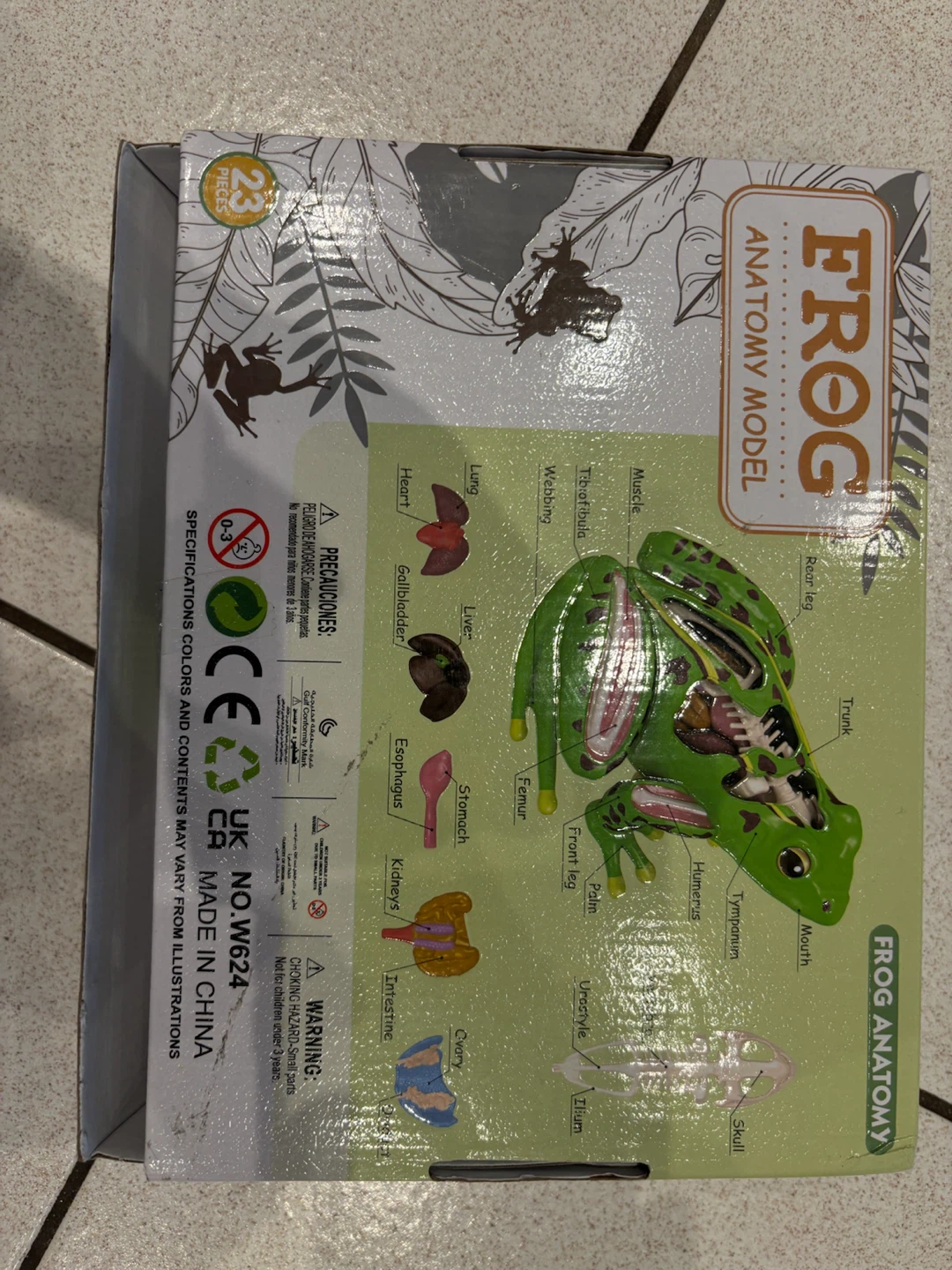 NEW Frog Anatomy Model 23-Piece Assembly Kit - photo 2