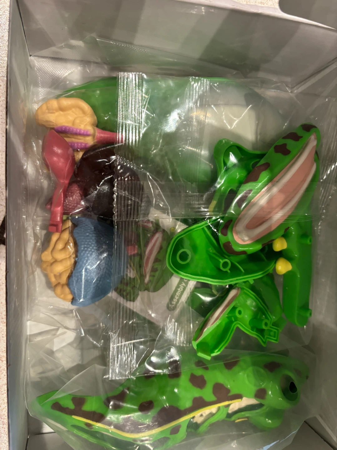 NEW Frog Anatomy Model 23-Piece Assembly Kit - photo 3