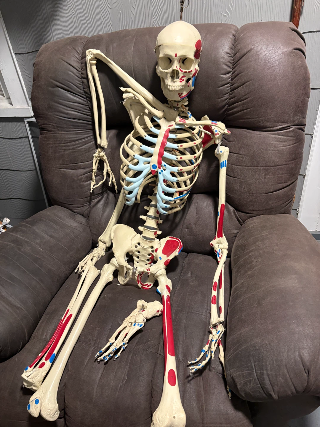 Full size, anatomically correct skeleton - photo 2