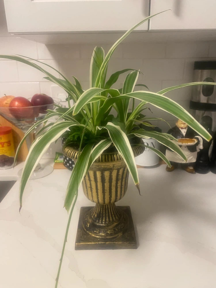 Spider Plant in Gold Urn Planter