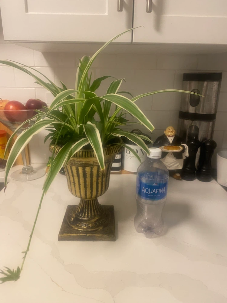 Spider Plant in Gold Urn Planter - photo 2