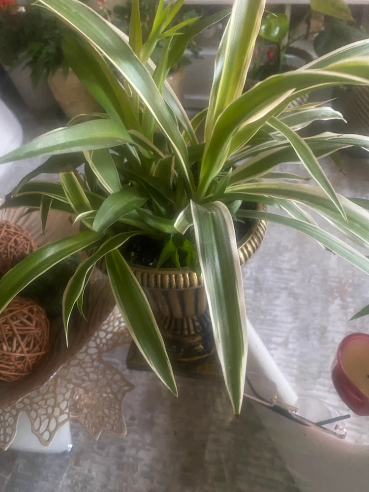Spider Plant in Gold Urn Planter - photo 3