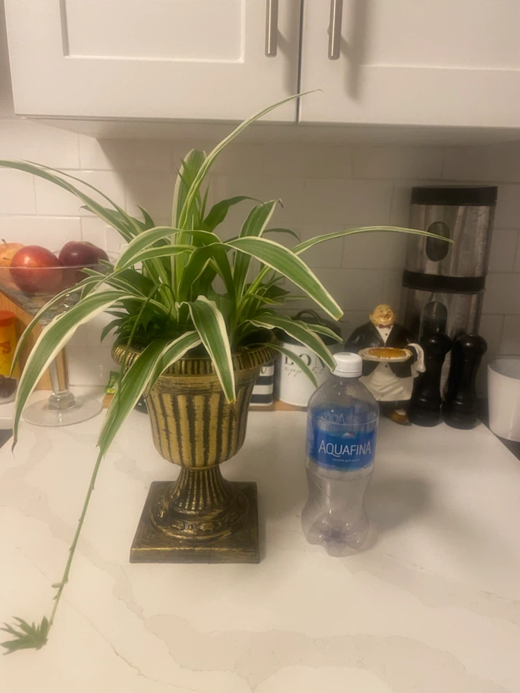 Spider Plant in Gold Urn Planter - photo 4