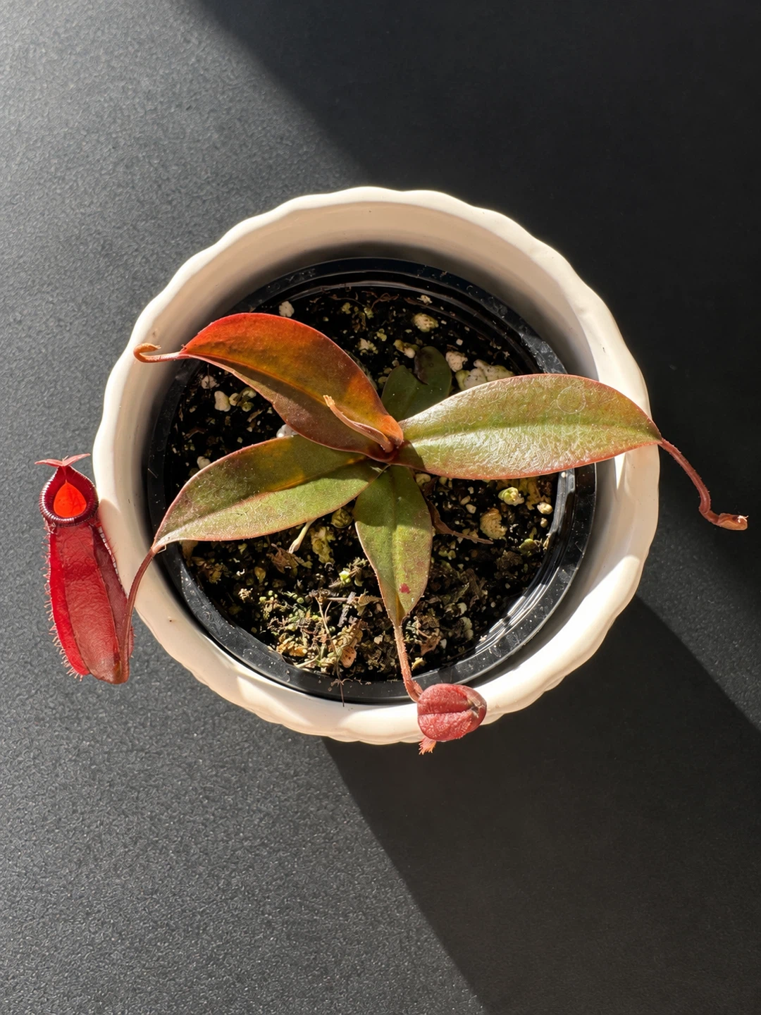 Nepenthes Pitcher Plant