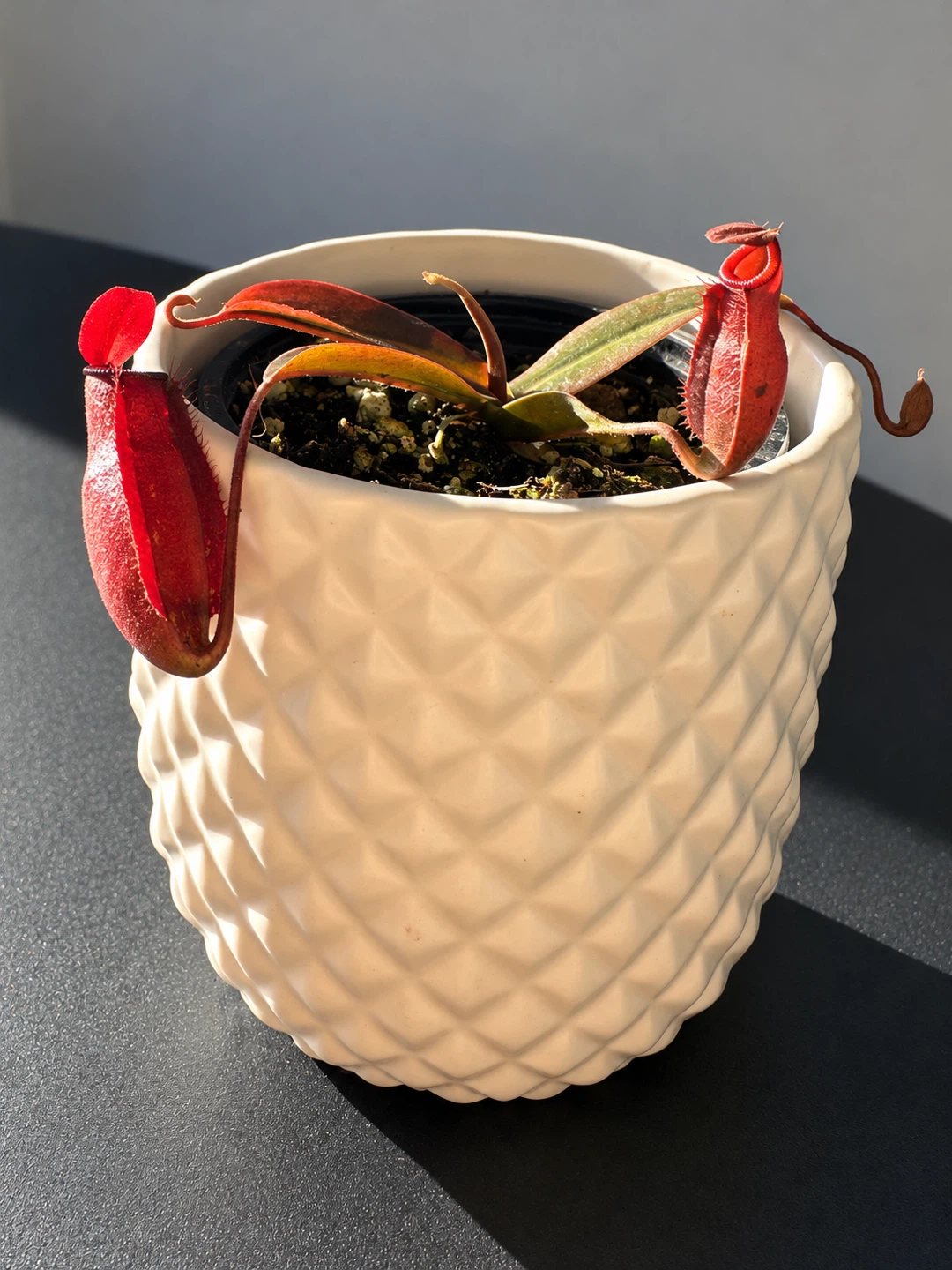 Nepenthes Pitcher Plant - photo 2