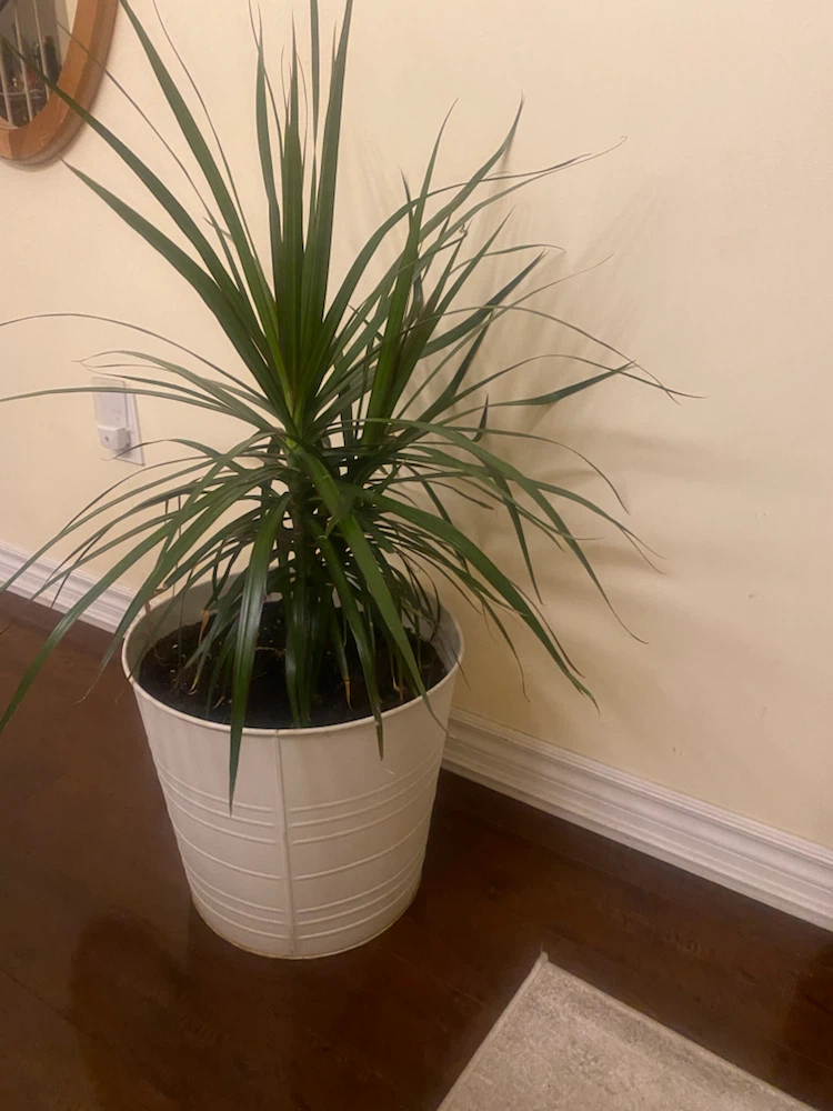 Dracaena Marginata Plant in White Pot