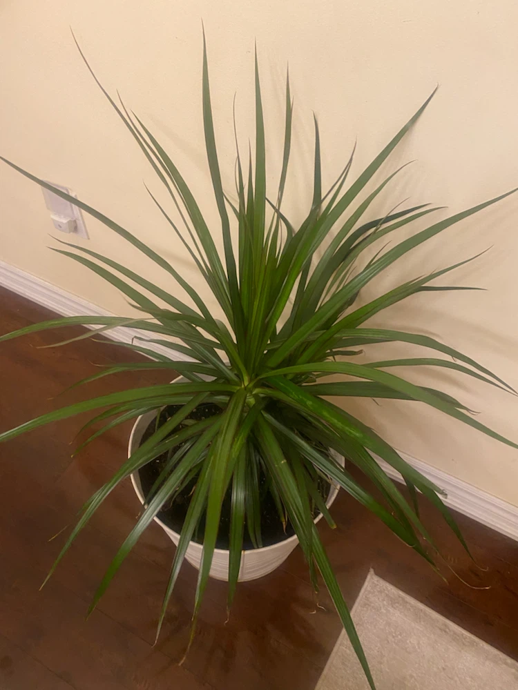 Dracaena Marginata Plant in White Pot - photo 2