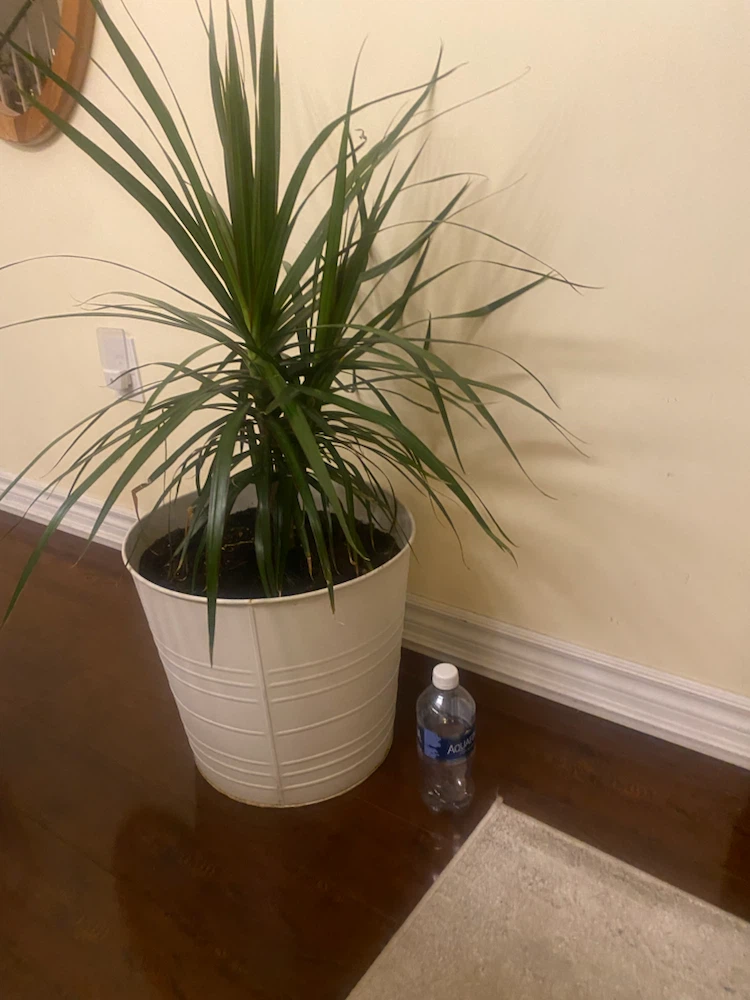Dracaena Marginata Plant in White Pot - photo 3