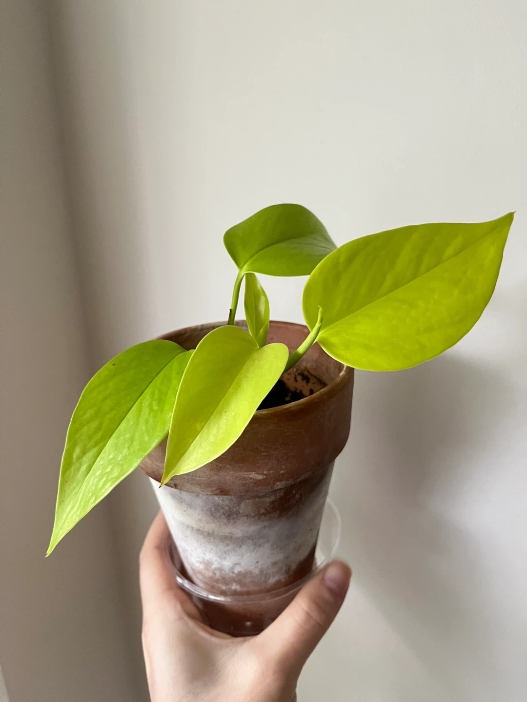 Neon Pothos Plant in 4”pot