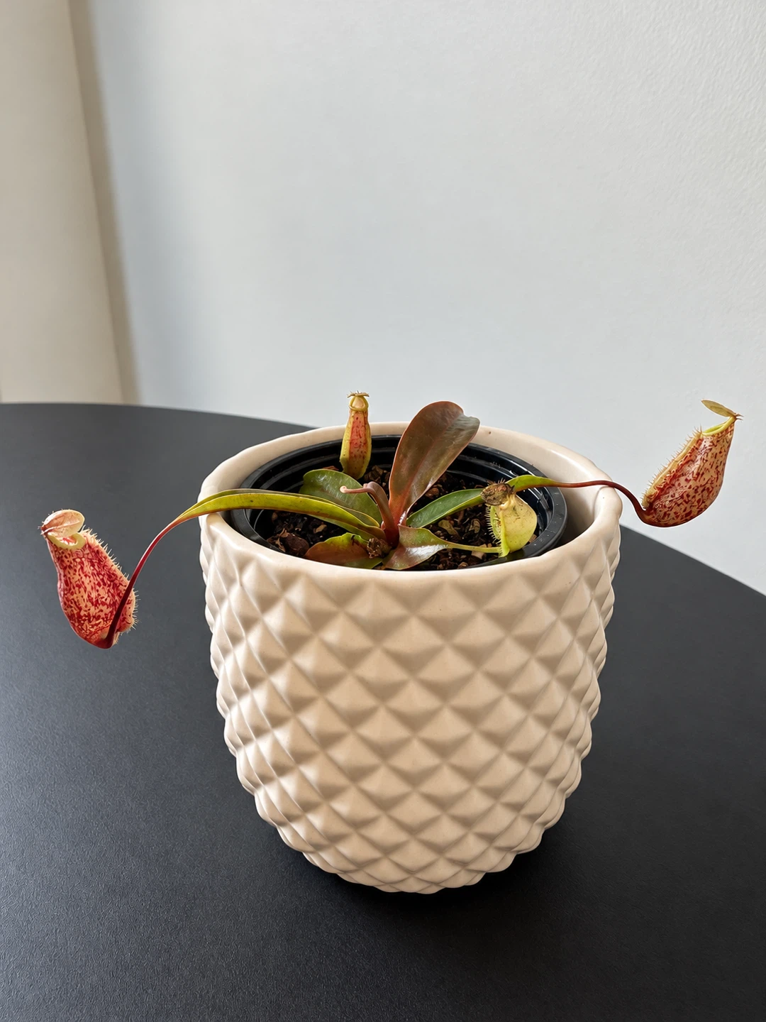 Nepenthes Pitcher Plant