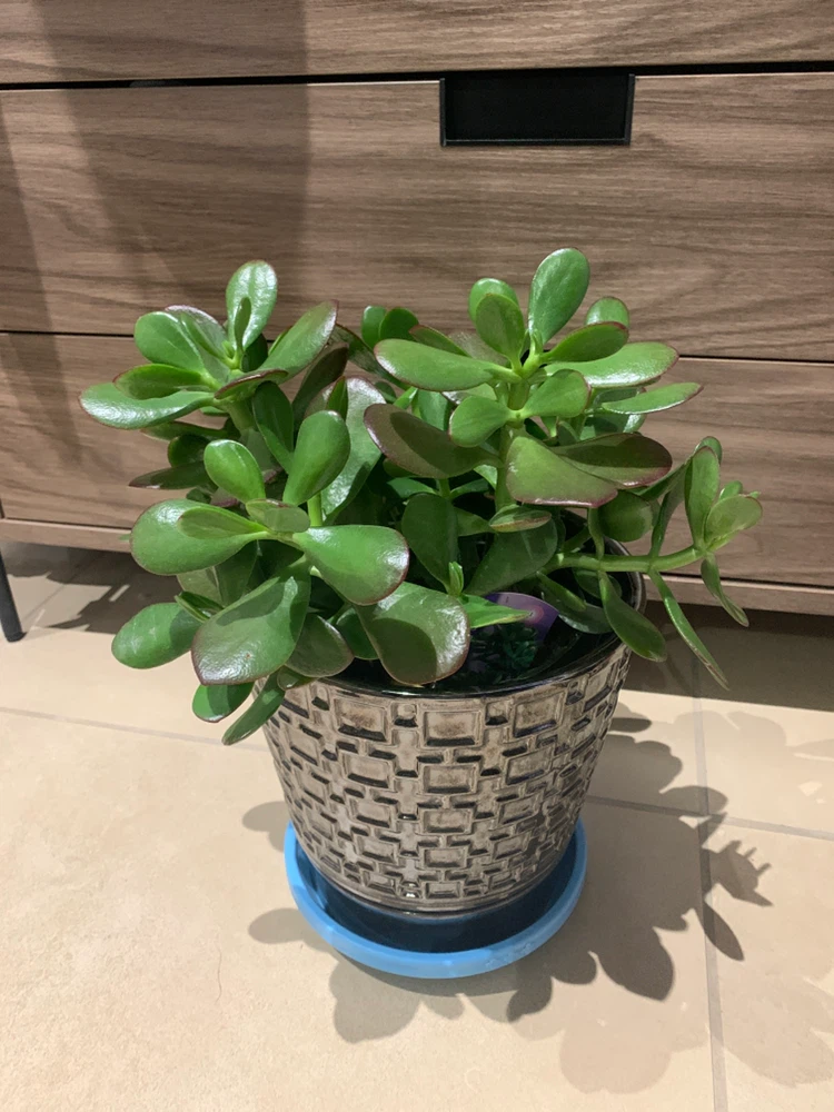 Healthy Jade Plant in Decorative Pot