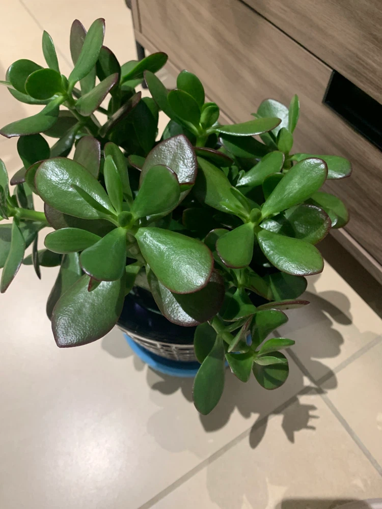 Healthy Jade Plant in Decorative Pot - photo 2