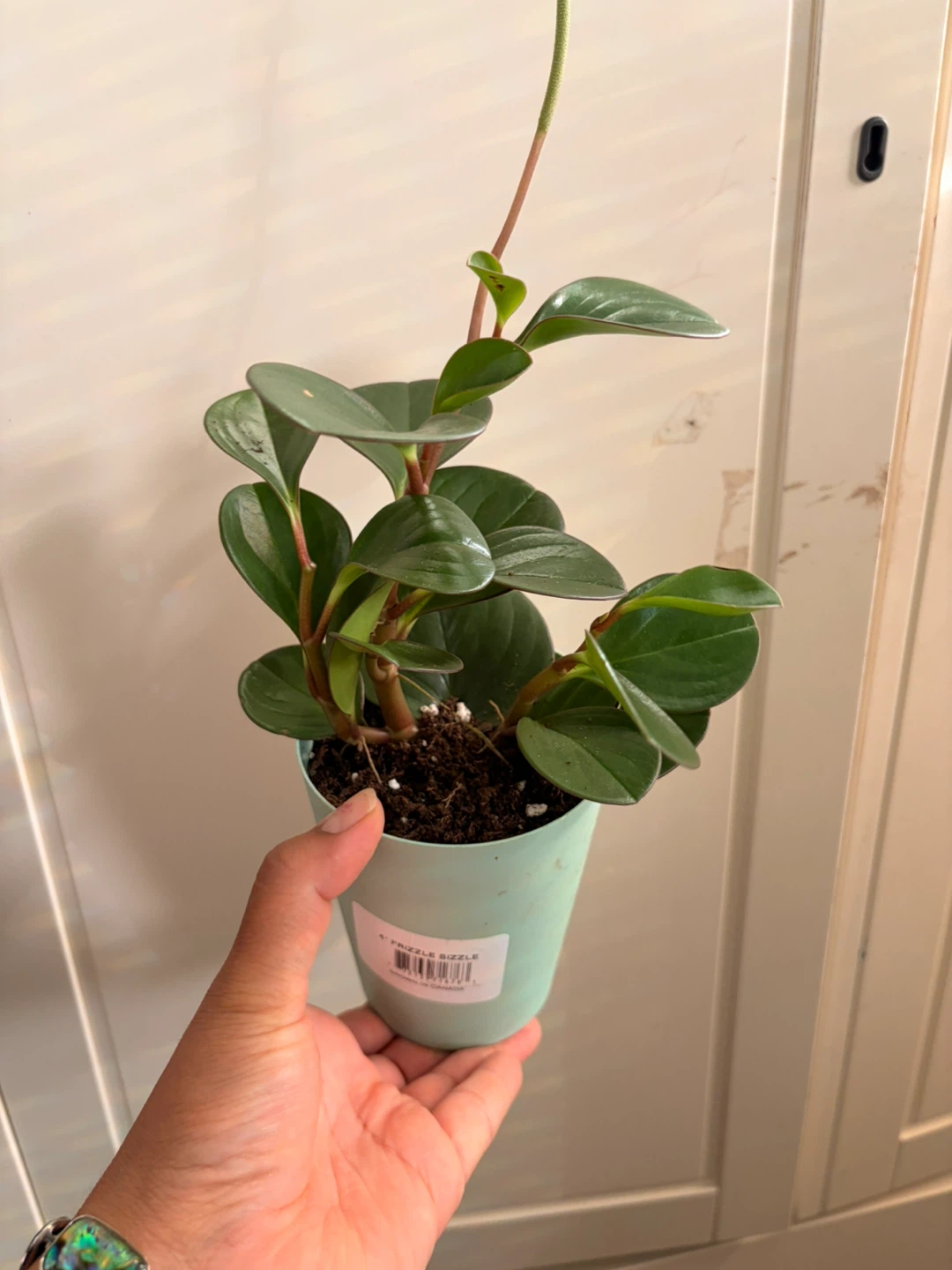 Peperomia plant