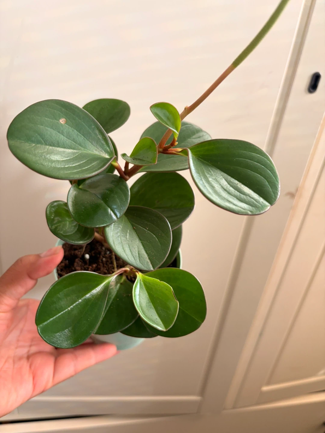 Peperomia plant - photo 2