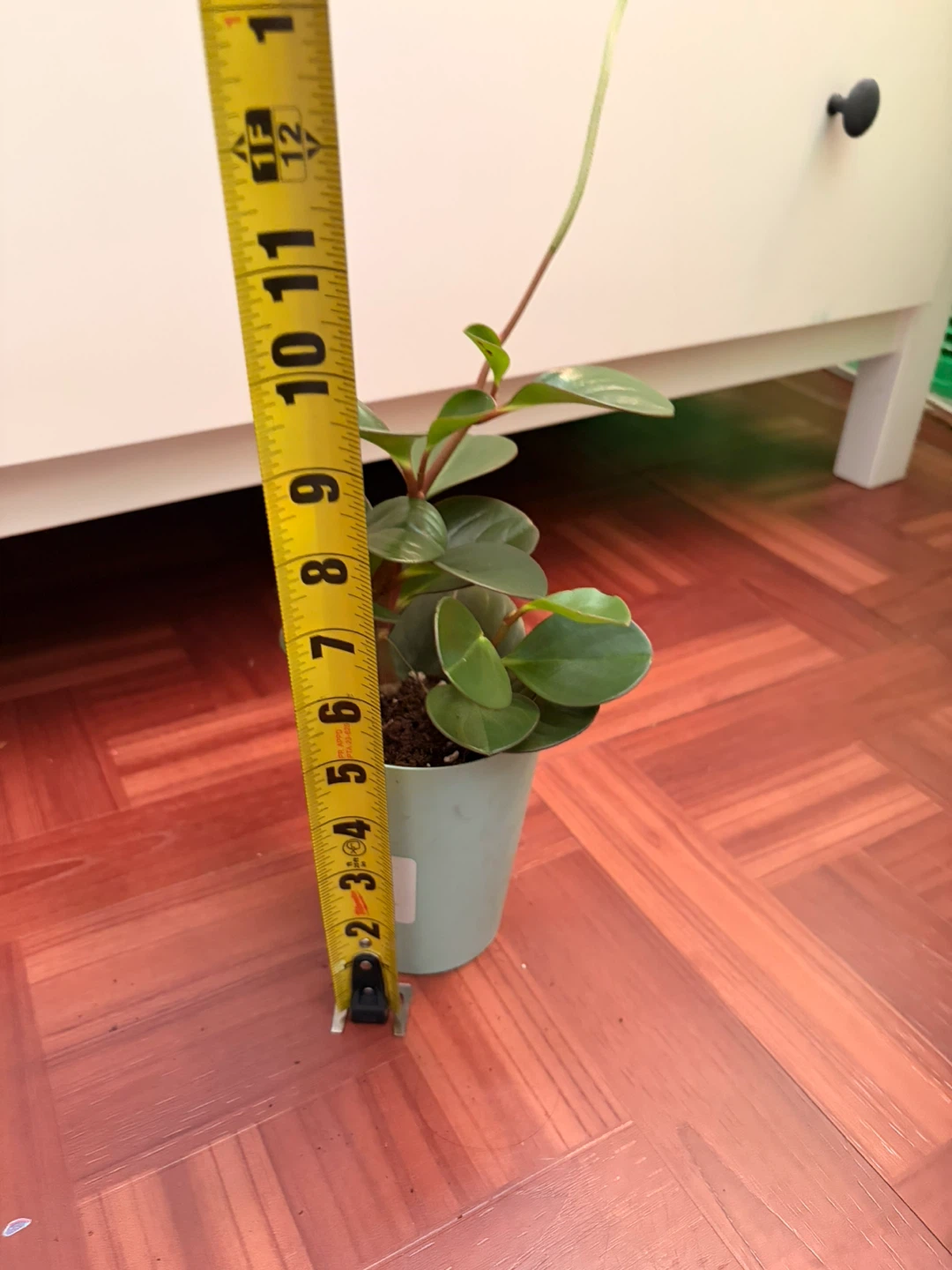 Peperomia plant - photo 3