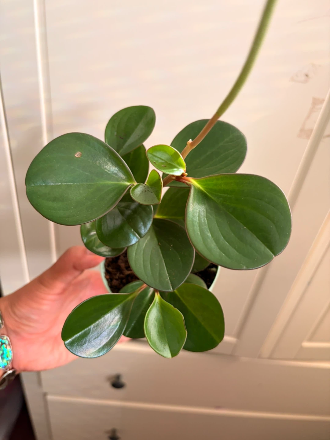 Peperomia plant - photo 4