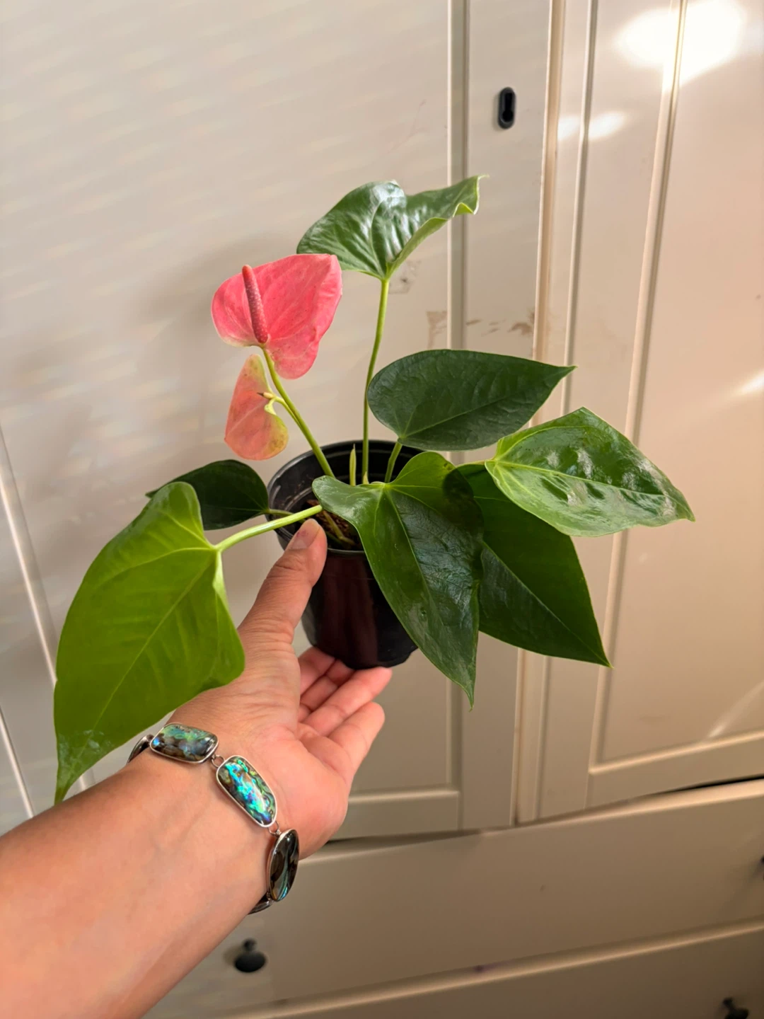 Anthurium