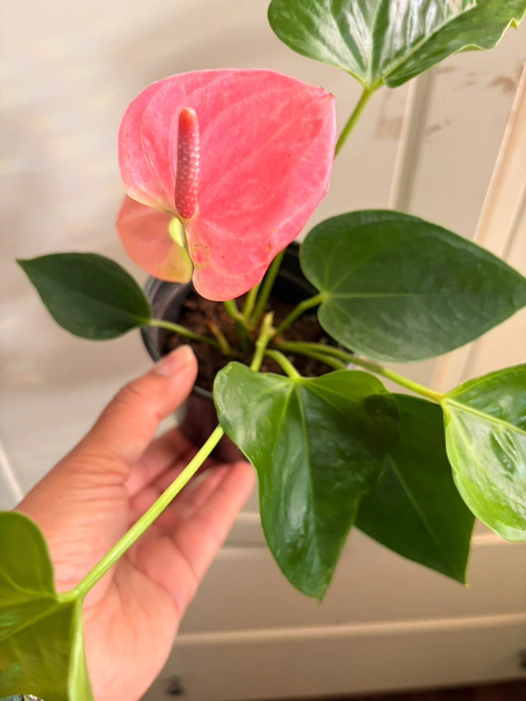 Anthurium - photo 2