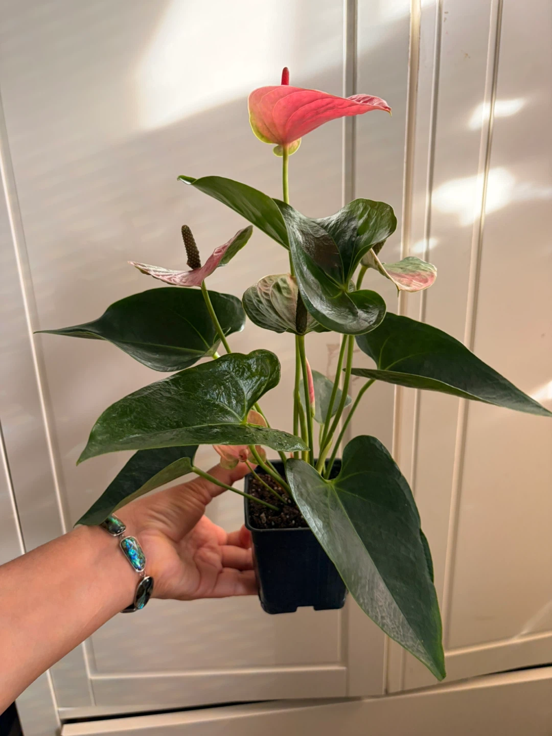 Anthurium