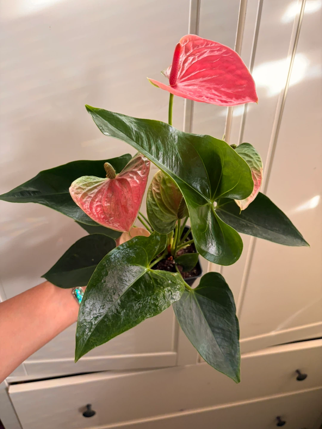 Anthurium - photo 2