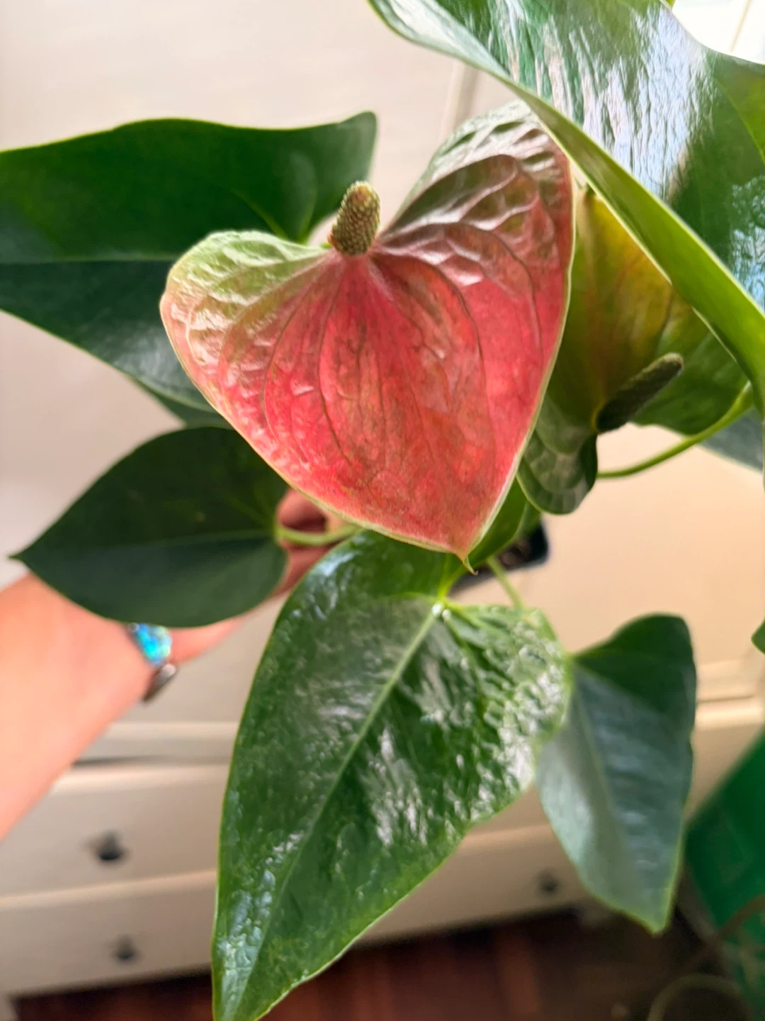 Anthurium - photo 3