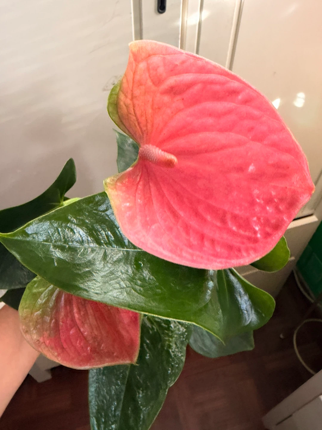 Anthurium - photo 4